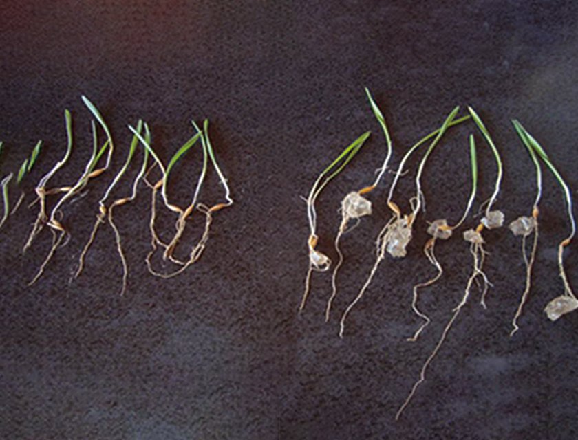 SOCO® Polymer for Oats