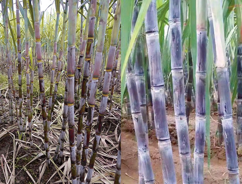 SOCO® Polymer for Sugarcane