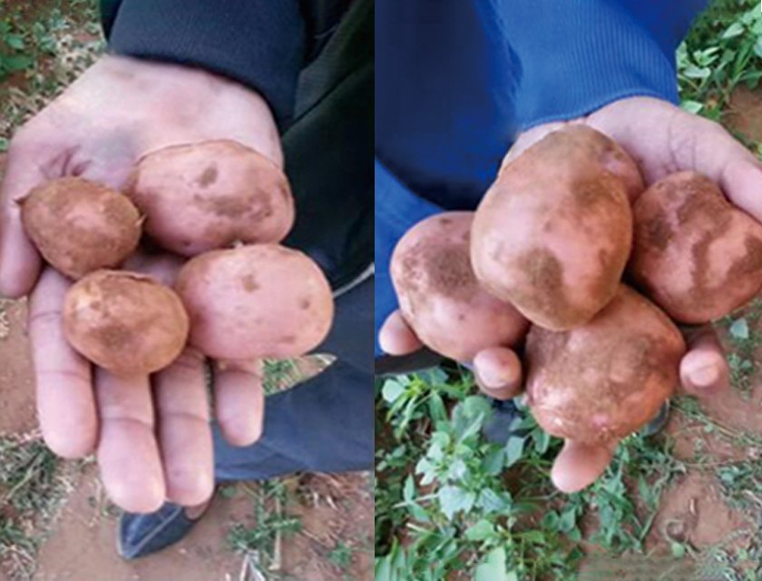 SOCO® Polymer for Potato