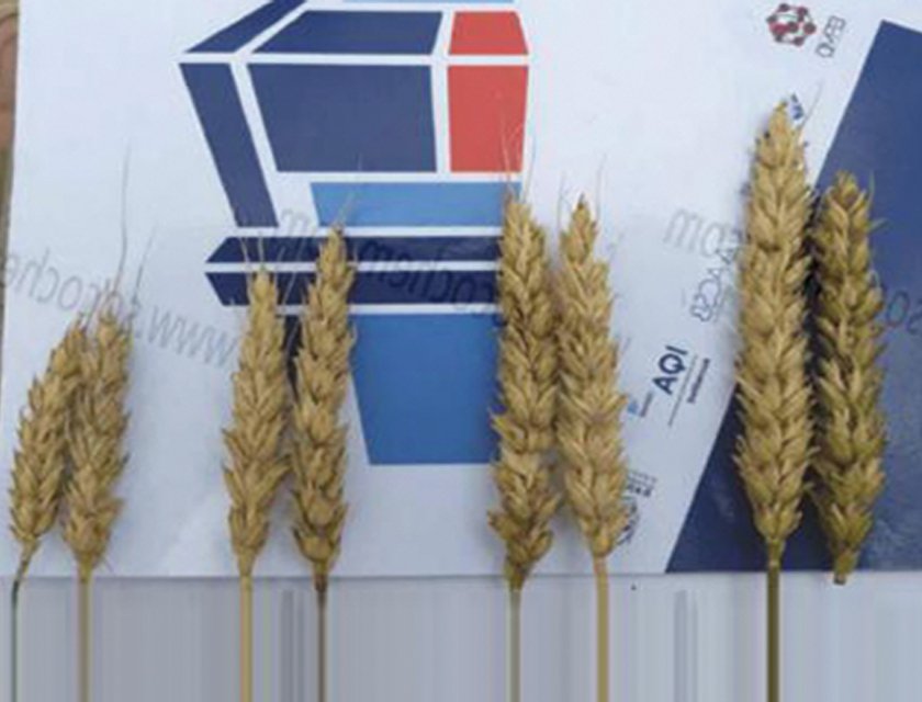 SOCO® Polymer for Wheat