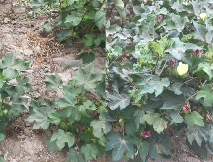 SOCO® Polymer for Cotton