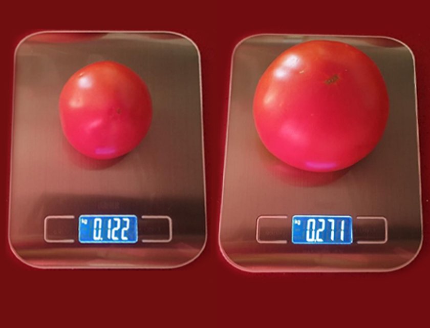 SOCO® Polymer for Tomato