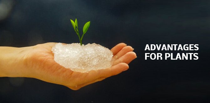 Top 3 Advantages That Using Water Retaining Gel Crystals For Plants